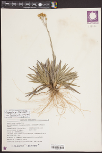 Pityopsis graminifolia var. tenuifolia image