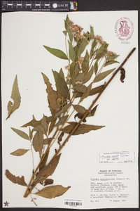 Pluchea odorata var. odorata image