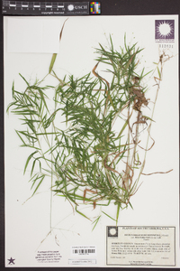 Dichanthelium dichotomum var. dichotomum image