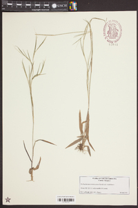 Dichanthelium dichotomum subsp. roanokense image