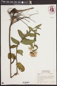 Pluchea foetida var. imbricata image