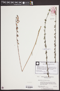 Nabalus autumnalis image