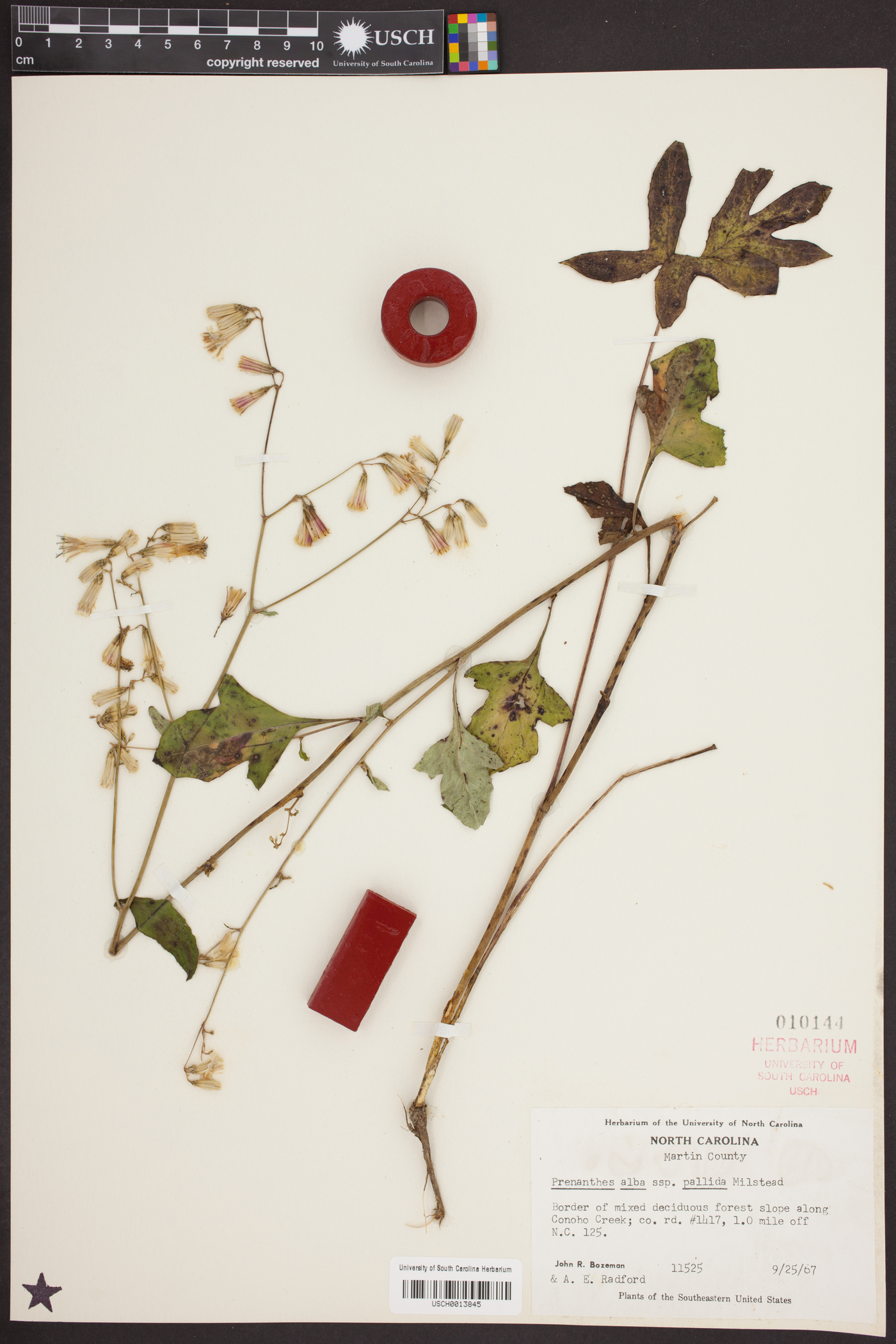 Nabalus trifoliolatus image