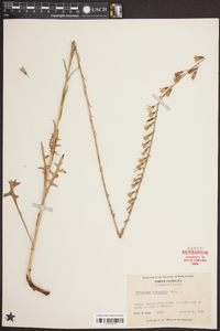 Nabalus autumnalis image