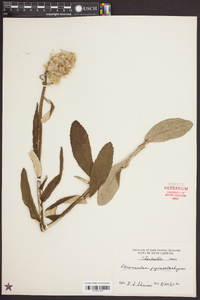 Pterocaulon pycnostachyum image