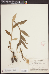 Pterocaulon pycnostachyum image