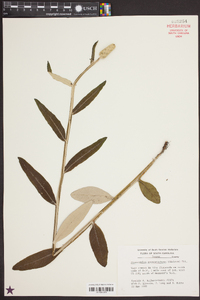 Pterocaulon pycnostachyum image