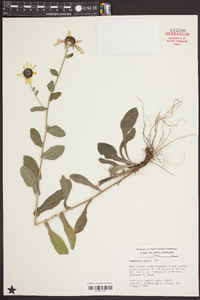 Rudbeckia mollis image