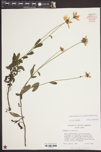 Rudbeckia fulgida image