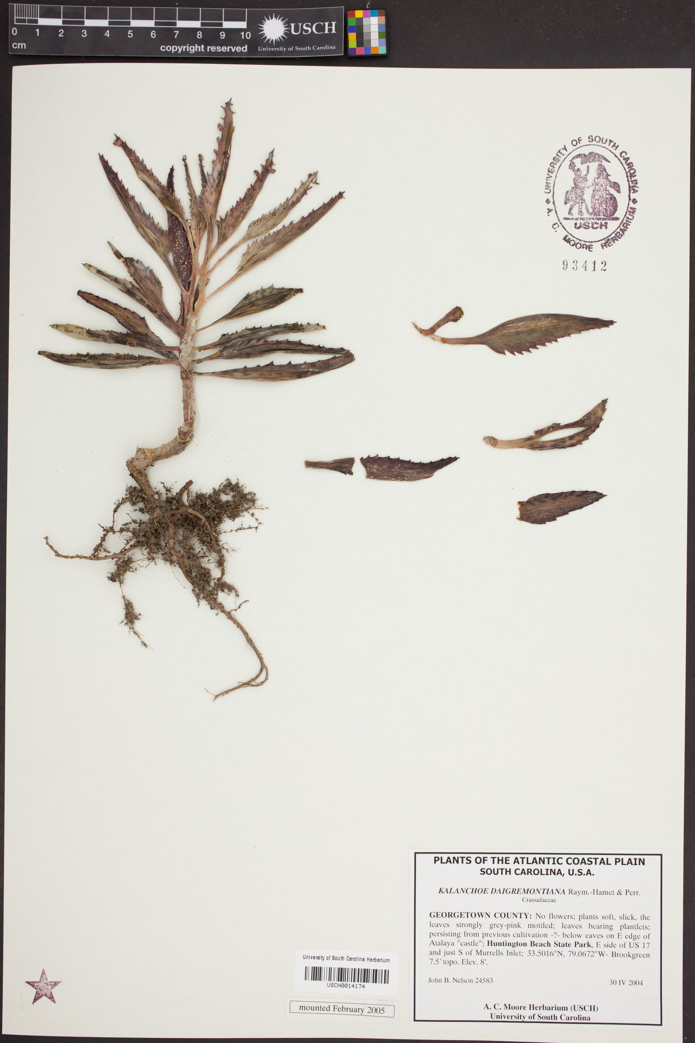 Bryophyllum daigremontianum image