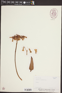 Bryophyllum daigremontianum image