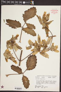 Kalanchoe pinnata image