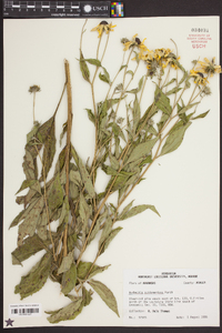 Rudbeckia subtomentosa image