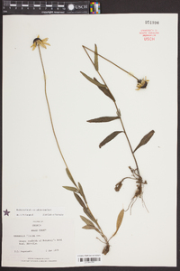 Rudbeckia hirta var. pulcherrima image