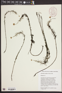 Sclerolepis uniflora image