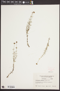 Sclerolepis uniflora image