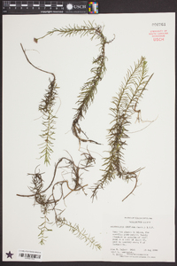 Sclerolepis uniflora image