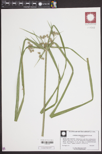 Cyperus pseudovegetus image