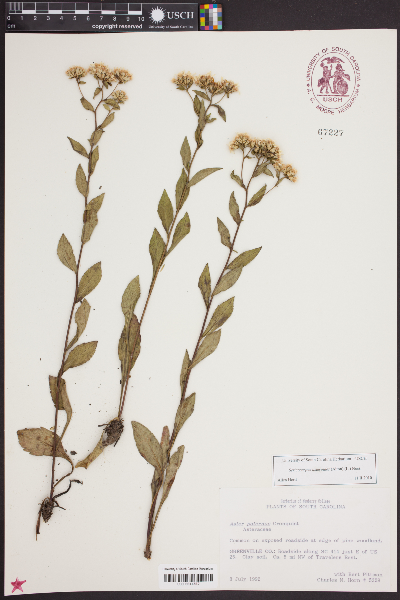 Sericocarpus asteroides image