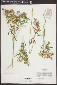 Sericocarpus linifolius image