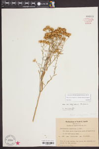 Aster solidagineus image