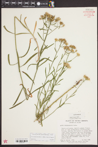 Aster solidagineus image