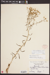 Aster solidagineus image