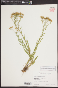 Aster solidagineus image