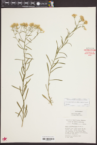 Aster solidagineus image