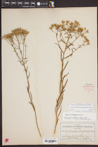 Aster solidagineus image