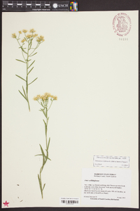 Aster solidagineus image