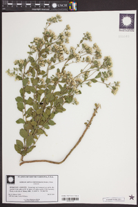 Sericocarpus tortifolius image