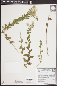 Sericocarpus tortifolius image