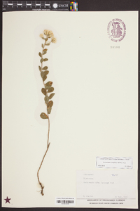 Sericocarpus tortifolius image