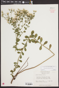 Sericocarpus tortifolius image