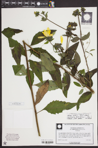 Silphium asteriscus var. simpsonii image