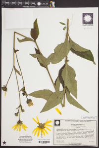 Silphium asteriscus image