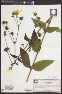 Silphium asteriscus image