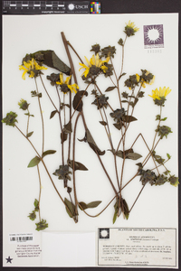 Silphium asteriscus image