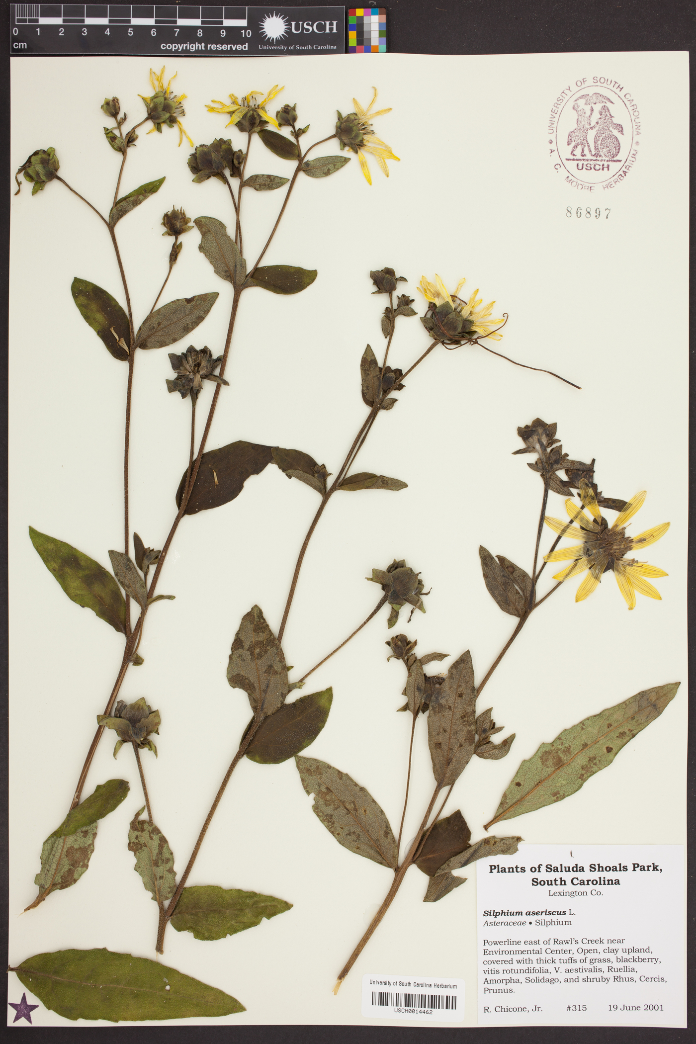 Silphium asteriscus image