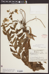 Silphium asteriscus image