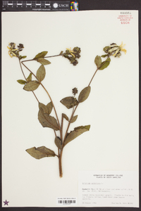 Silphium asteriscus image