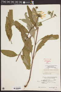 Silphium asteriscus image