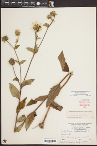 Silphium asteriscus var. dentatum image