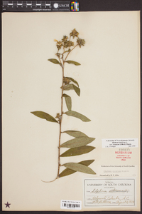 Silphium asteriscus image