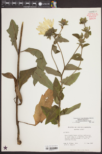 Silphium asteriscus var. dentatum image