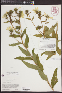 Silphium dentatum image