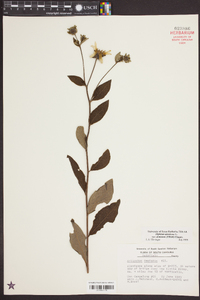 Silphium asteriscus var. dentatum image