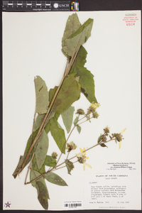Silphium asteriscus var. dentatum image