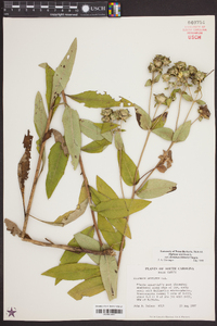 Silphium asteriscus var. dentatum image